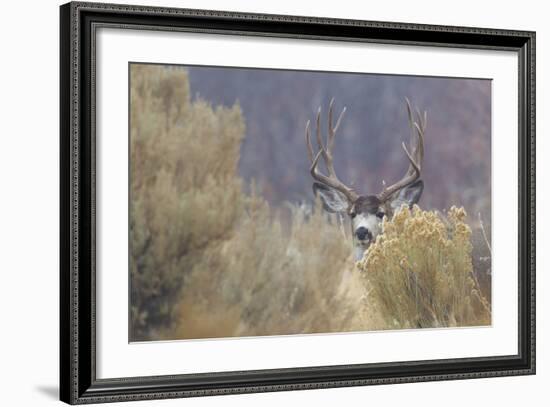 Mule Deer Buck-Ken Archer-Framed Photographic Print