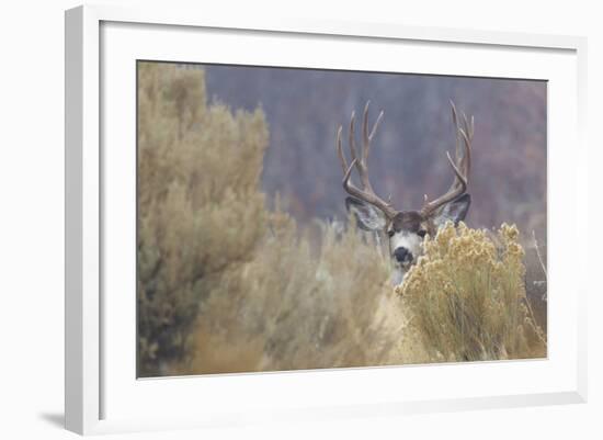 Mule Deer Buck-Ken Archer-Framed Photographic Print