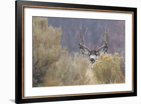 Mule Deer Buck-Ken Archer-Framed Photographic Print