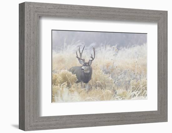 Mule Deer Buck-Ken Archer-Framed Photographic Print