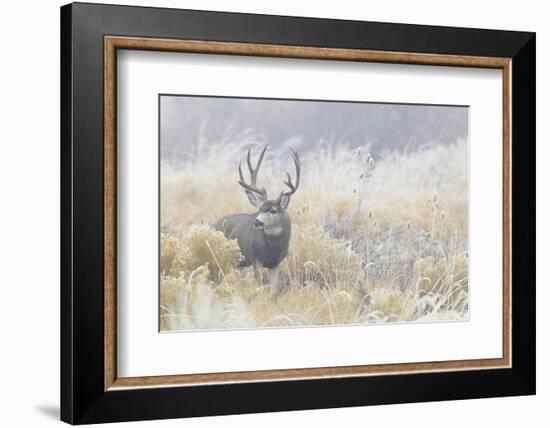 Mule Deer Buck-Ken Archer-Framed Photographic Print