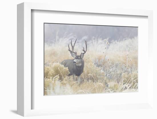 Mule Deer Buck-Ken Archer-Framed Photographic Print