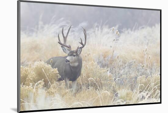 Mule Deer Buck-Ken Archer-Mounted Photographic Print