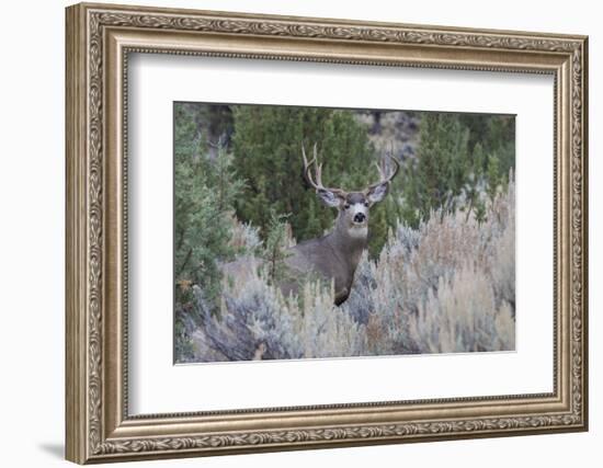 Mule deer buck-Ken Archer-Framed Photographic Print