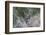 Mule deer buck-Ken Archer-Framed Photographic Print