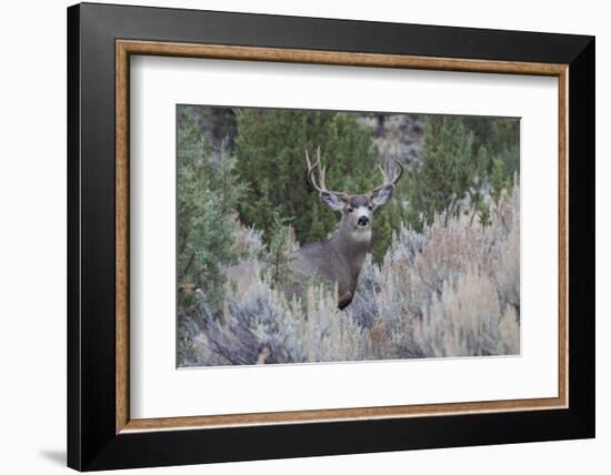 Mule deer buck-Ken Archer-Framed Photographic Print