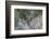 Mule deer buck-Ken Archer-Framed Photographic Print