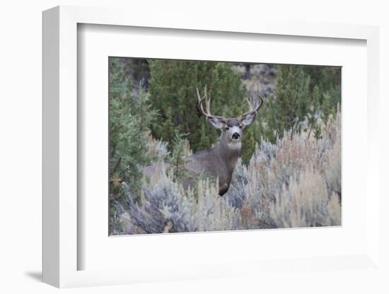 Mule deer buck-Ken Archer-Framed Photographic Print