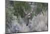 Mule deer buck-Ken Archer-Mounted Photographic Print