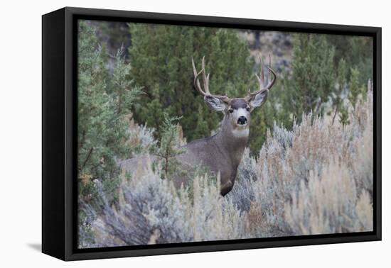 Mule deer buck-Ken Archer-Framed Premier Image Canvas