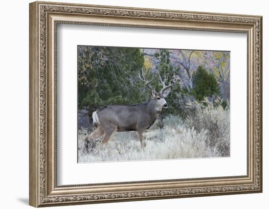 Mule deer buck-Ken Archer-Framed Photographic Print