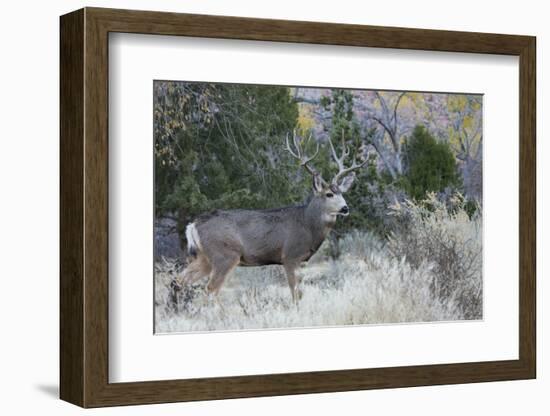 Mule deer buck-Ken Archer-Framed Photographic Print