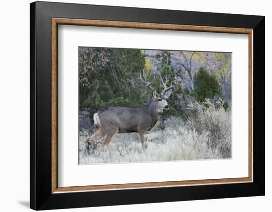 Mule deer buck-Ken Archer-Framed Photographic Print