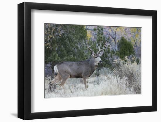 Mule deer buck-Ken Archer-Framed Photographic Print