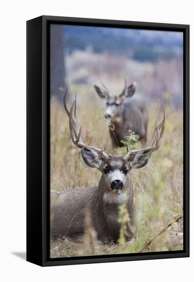 Mule Deer Bucks-Ken Archer-Framed Premier Image Canvas