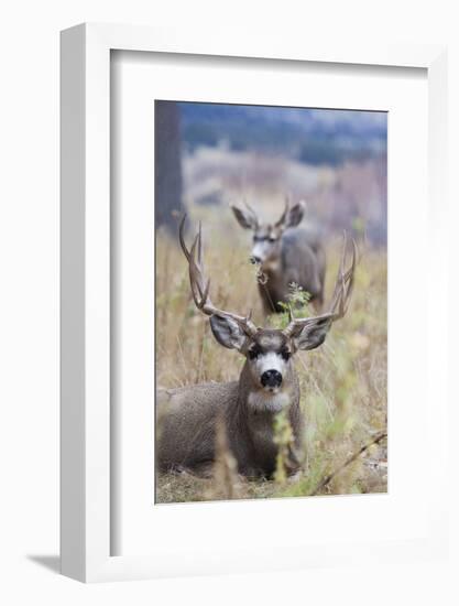 Mule Deer Bucks-Ken Archer-Framed Photographic Print