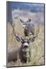 Mule Deer Bucks-Ken Archer-Mounted Photographic Print