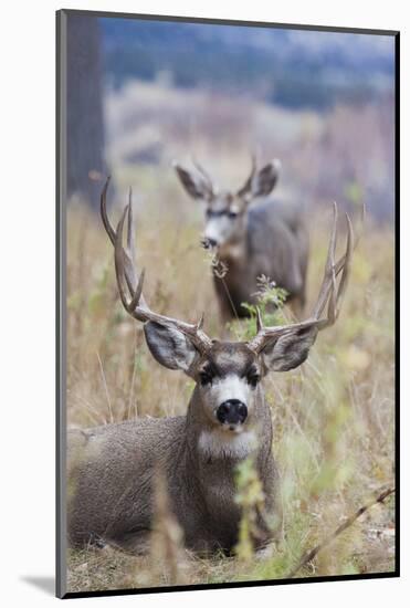 Mule Deer Bucks-Ken Archer-Mounted Photographic Print