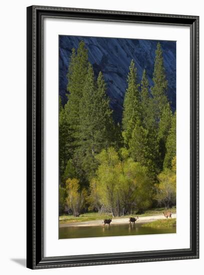 Mule Deer by Mirror Lake, Tenaya Canyon, Yosemite NP, California-David Wall-Framed Photographic Print