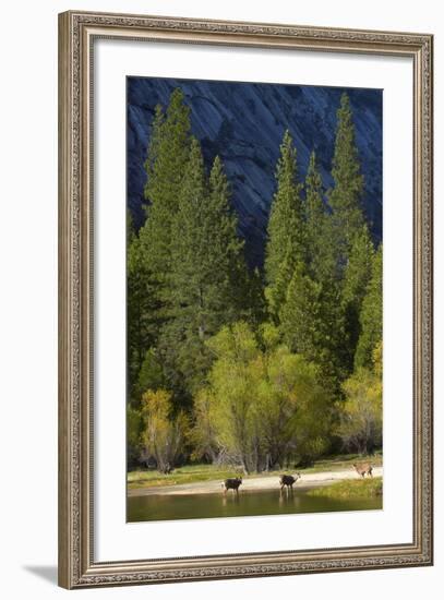 Mule Deer by Mirror Lake, Tenaya Canyon, Yosemite NP, California-David Wall-Framed Photographic Print