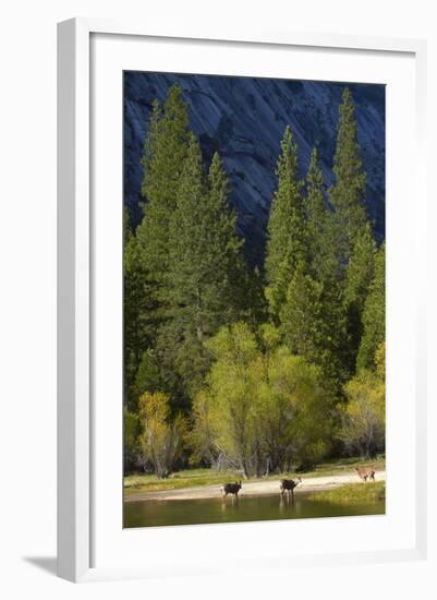 Mule Deer by Mirror Lake, Tenaya Canyon, Yosemite NP, California-David Wall-Framed Photographic Print
