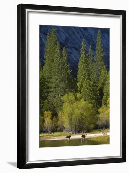 Mule Deer by Mirror Lake, Tenaya Canyon, Yosemite NP, California-David Wall-Framed Photographic Print