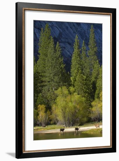 Mule Deer by Mirror Lake, Tenaya Canyon, Yosemite NP, California-David Wall-Framed Photographic Print