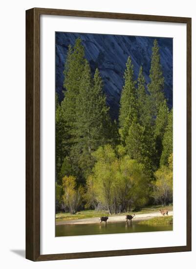 Mule Deer by Mirror Lake, Tenaya Canyon, Yosemite NP, California-David Wall-Framed Photographic Print