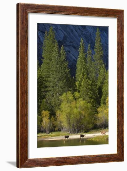 Mule Deer by Mirror Lake, Tenaya Canyon, Yosemite NP, California-David Wall-Framed Photographic Print