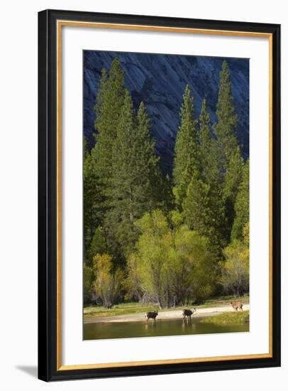 Mule Deer by Mirror Lake, Tenaya Canyon, Yosemite NP, California-David Wall-Framed Photographic Print