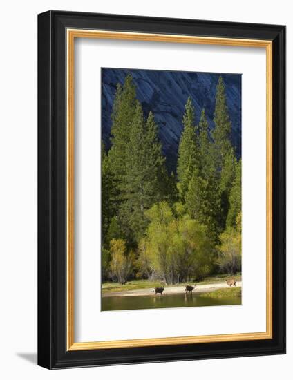 Mule Deer by Mirror Lake, Tenaya Canyon, Yosemite NP, California-David Wall-Framed Photographic Print