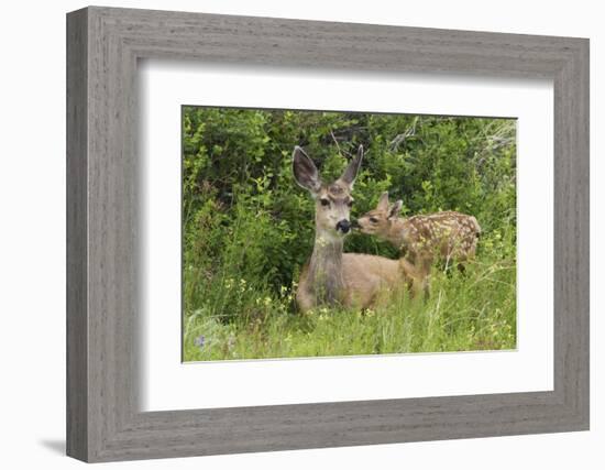 Mule Deer Doe with Fawn-Ken Archer-Framed Photographic Print