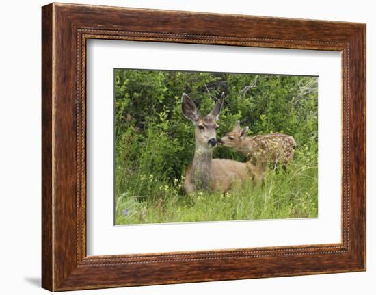 Mule Deer Doe with Fawn-Ken Archer-Framed Photographic Print