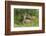 Mule Deer Doe with Fawn-Ken Archer-Framed Photographic Print