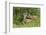 Mule Deer Doe with Fawn-Ken Archer-Framed Photographic Print