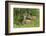 Mule Deer Doe with Fawn-Ken Archer-Framed Photographic Print