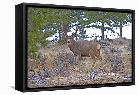 Mule Deer in Estes Park, Colorado, USA-Michael Scheufler-Framed Premier Image Canvas