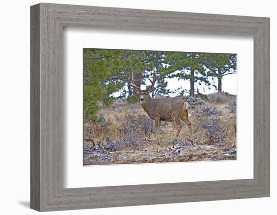 Mule Deer in Estes Park, Colorado, USA-Michael Scheufler-Framed Photographic Print