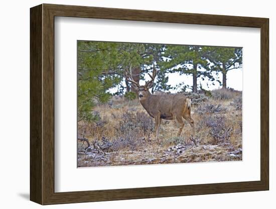 Mule Deer in Estes Park, Colorado, USA-Michael Scheufler-Framed Photographic Print