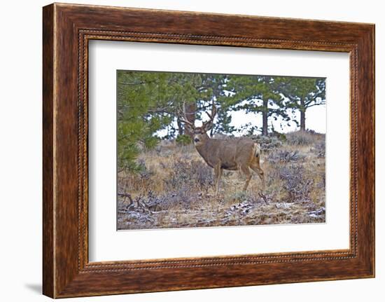 Mule Deer in Estes Park, Colorado, USA-Michael Scheufler-Framed Photographic Print