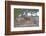 Mule Deer in Estes Park, Colorado, USA-Michael Scheufler-Framed Photographic Print