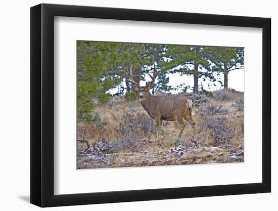 Mule Deer in Estes Park, Colorado, USA-Michael Scheufler-Framed Photographic Print