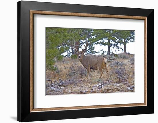 Mule Deer in Estes Park, Colorado, USA-Michael Scheufler-Framed Photographic Print