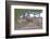 Mule Deer in Estes Park, Colorado, USA-Michael Scheufler-Framed Photographic Print