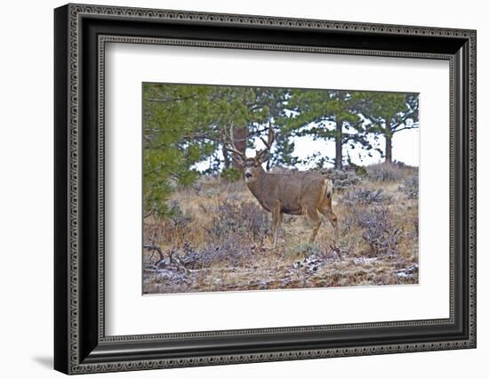 Mule Deer in Estes Park, Colorado, USA-Michael Scheufler-Framed Photographic Print