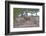 Mule Deer in Estes Park, Colorado, USA-Michael Scheufler-Framed Photographic Print