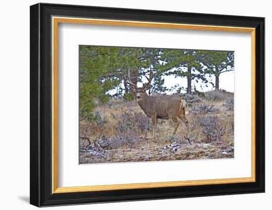 Mule Deer in Estes Park, Colorado, USA-Michael Scheufler-Framed Photographic Print