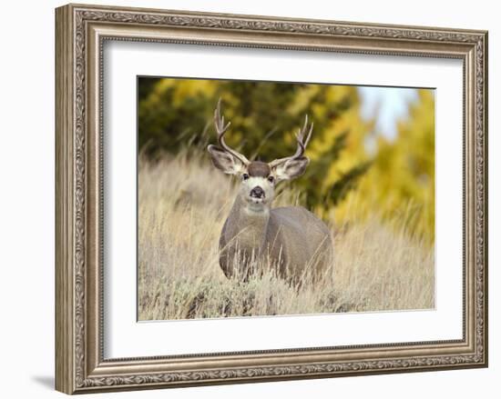 Mule Deer, Montana-Jason Savage-Framed Giclee Print