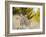 Mule Deer, Montana-Jason Savage-Framed Giclee Print