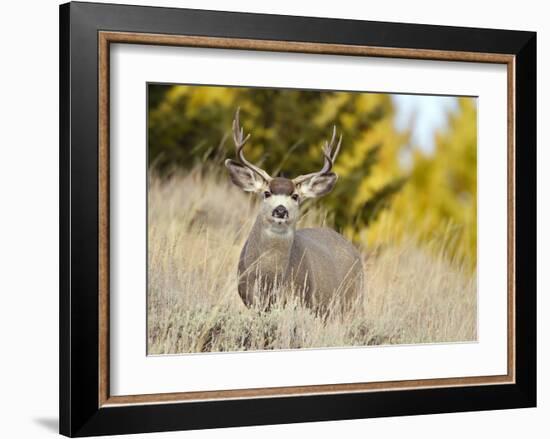 Mule Deer, Montana-Jason Savage-Framed Giclee Print